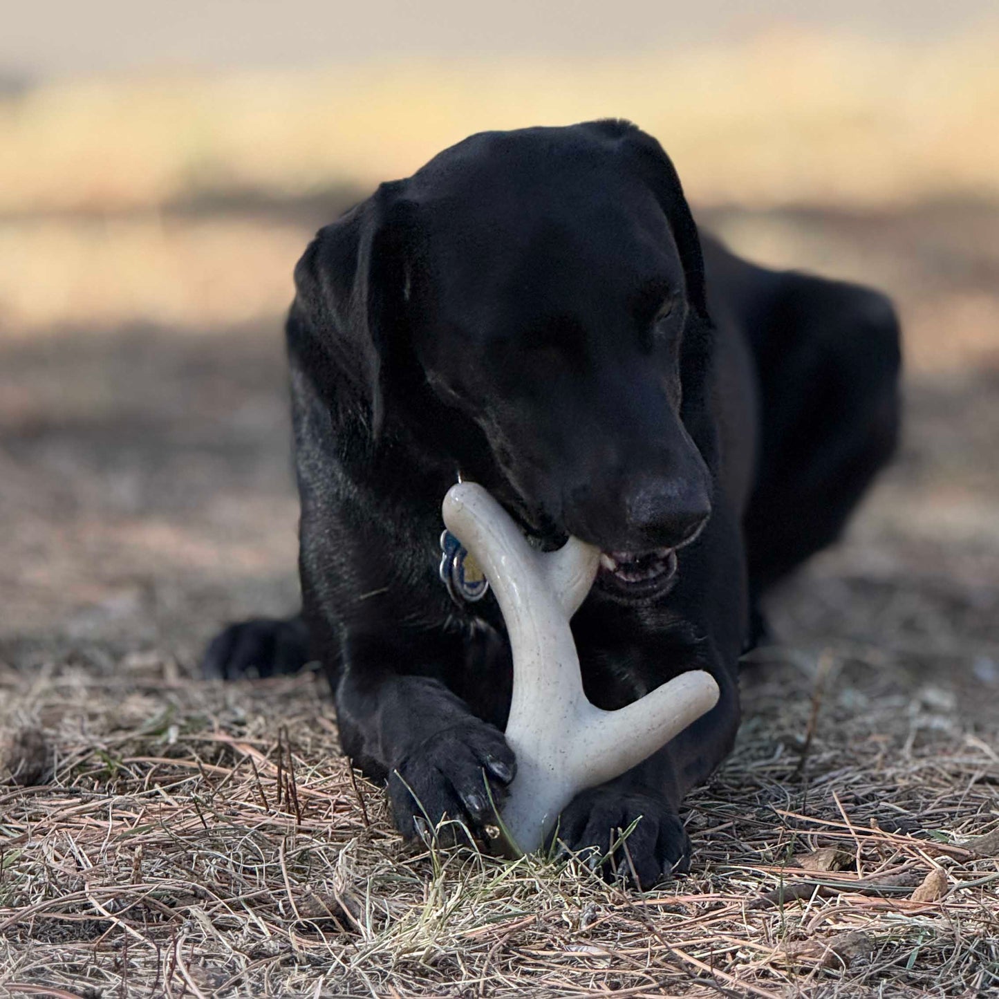 Ever Antler Nylon Chew Bone
