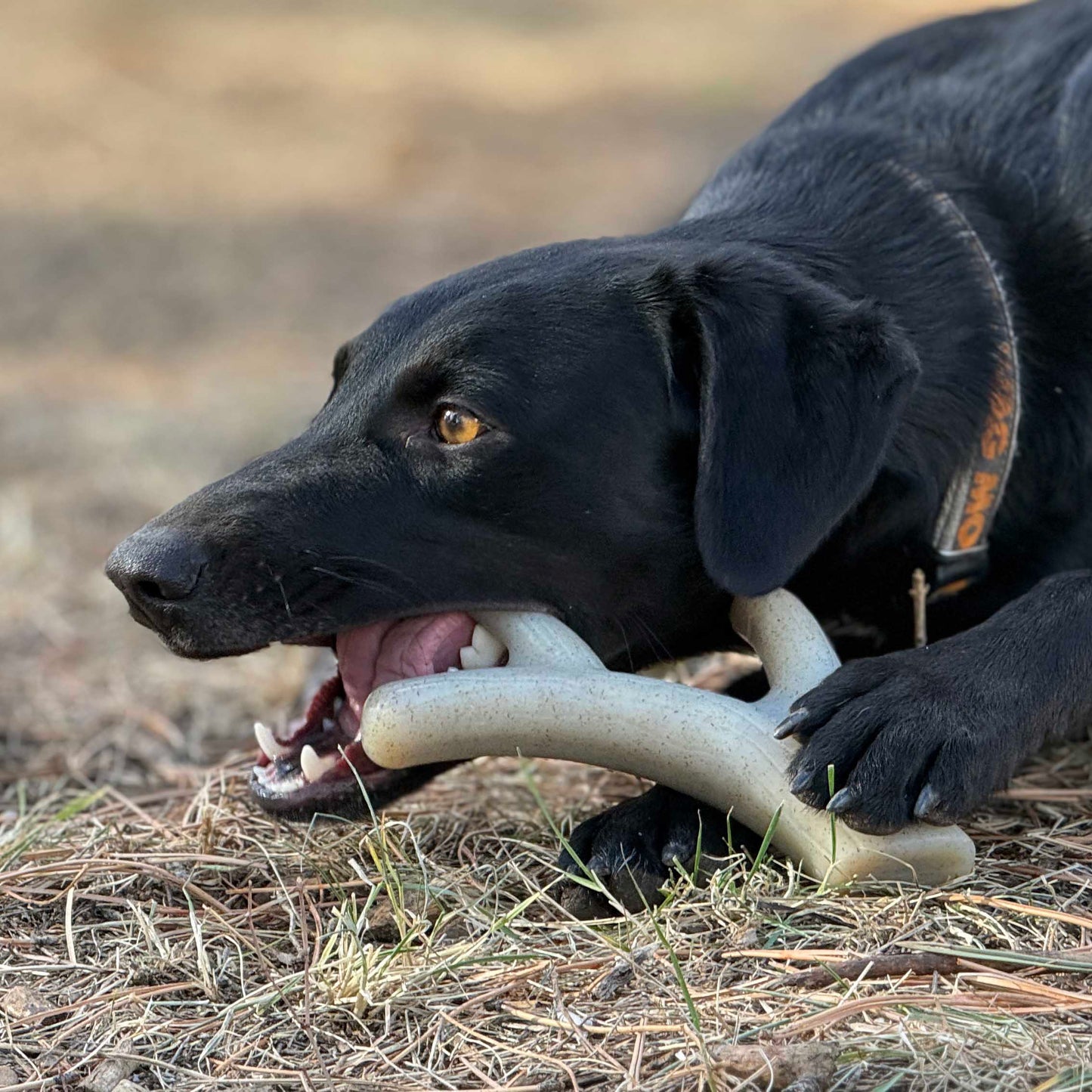 Ever Antler Nylon Chew Bone