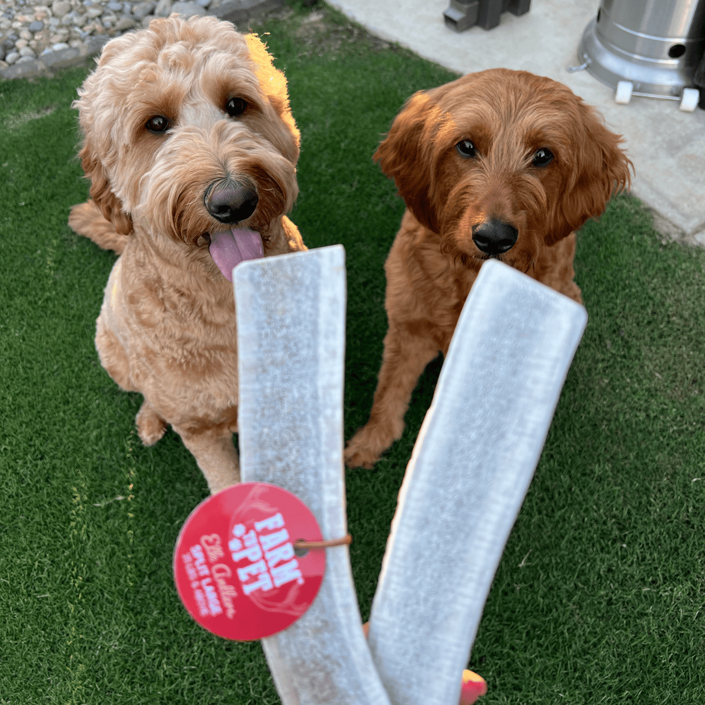 Elk Antler Dog Chews | All-Natural