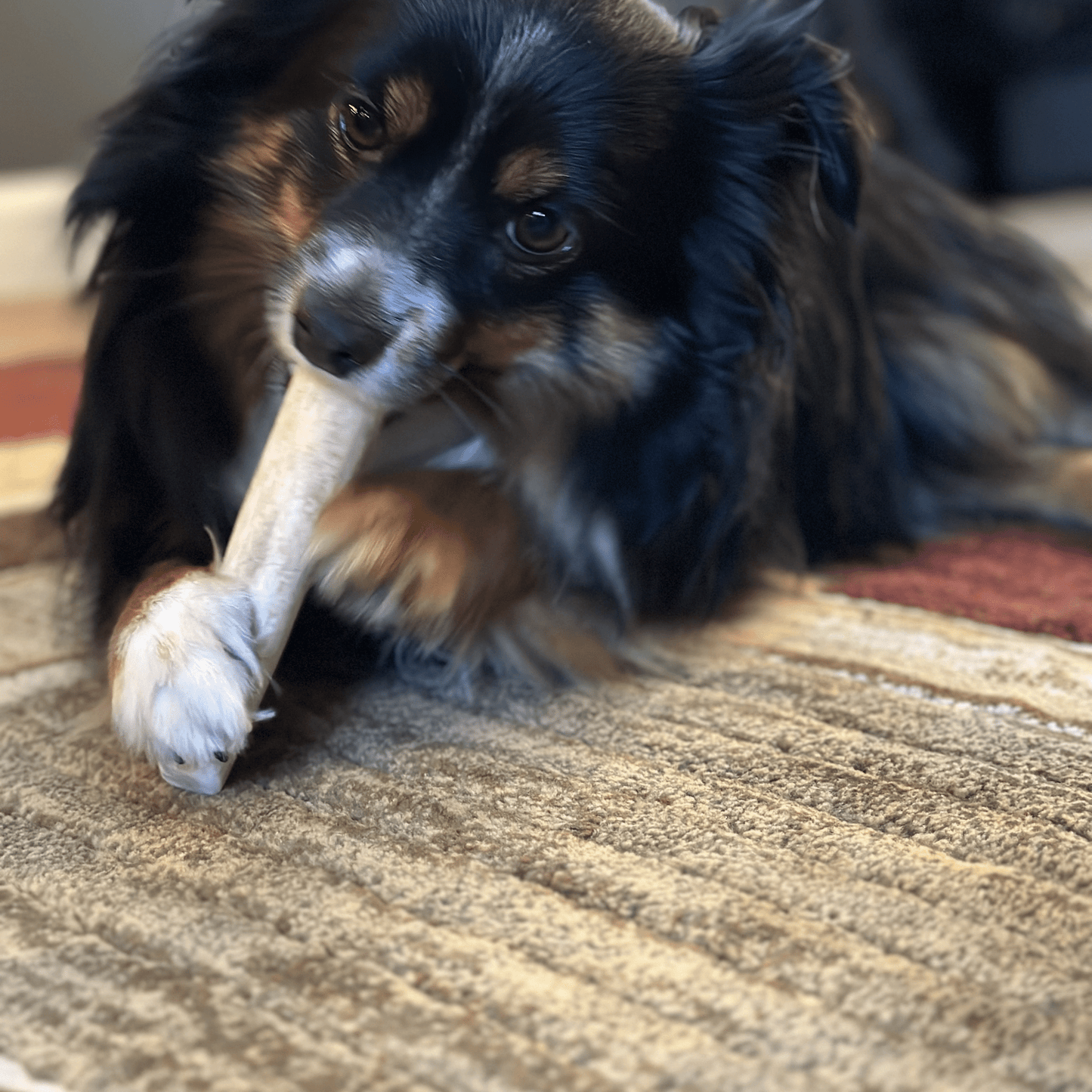Elk Antler Dog Chews | All-Natural