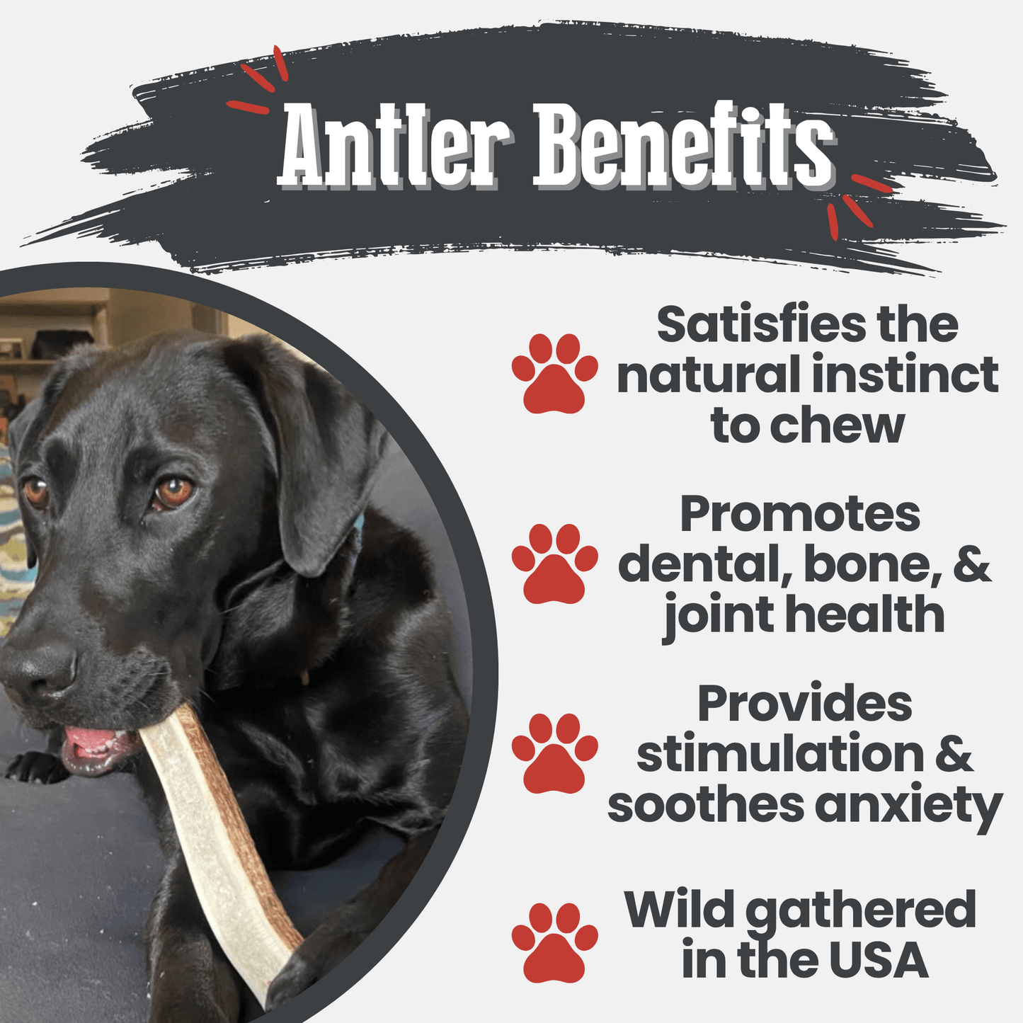 Elk Antler Dog Chews | All-Natural