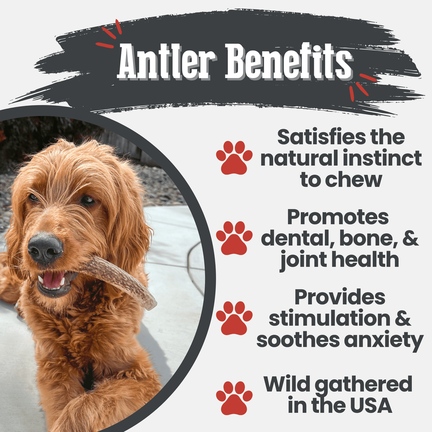 Elk Antler Dog Chews | All-Natural