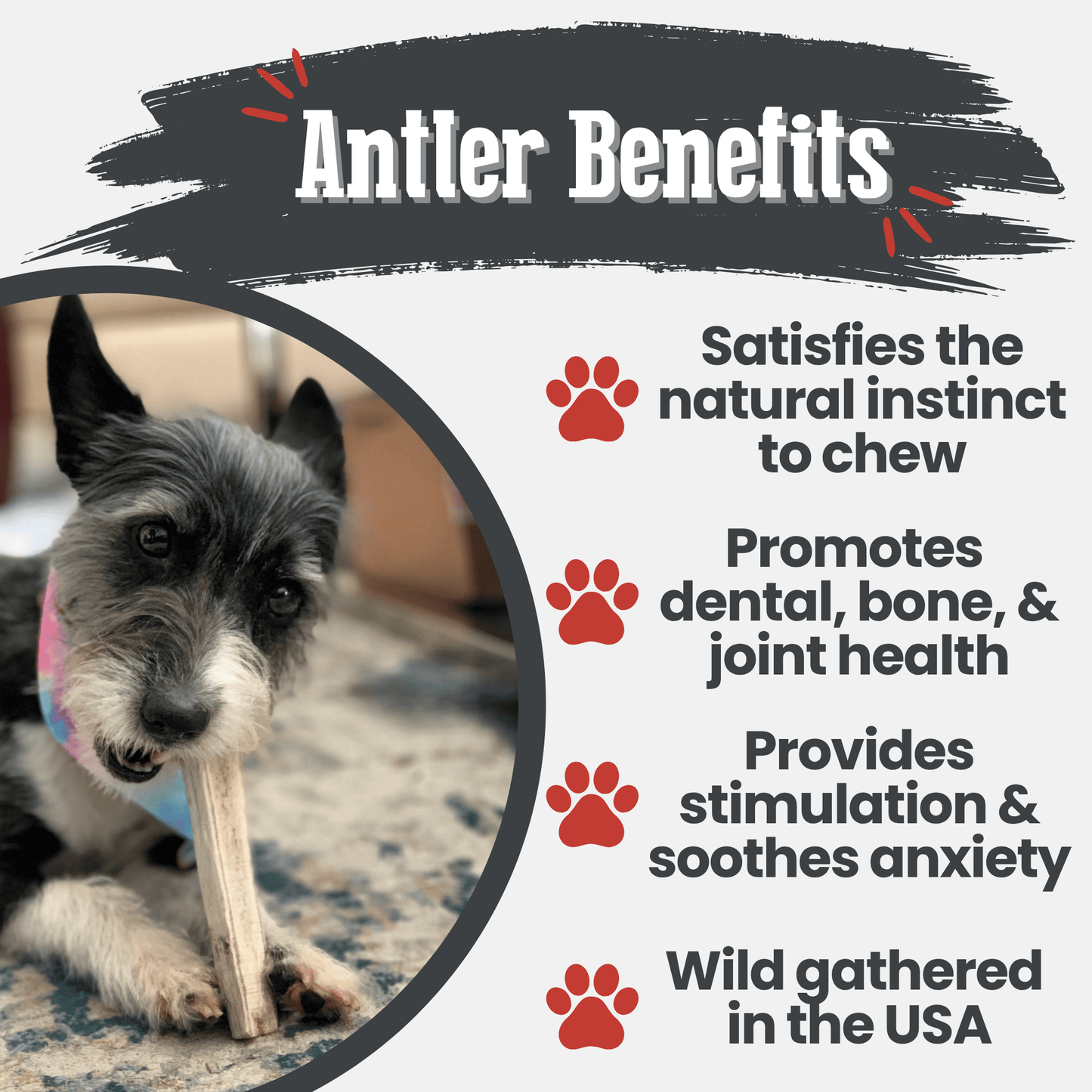 Elk Antler Dog Chews | All-Natural