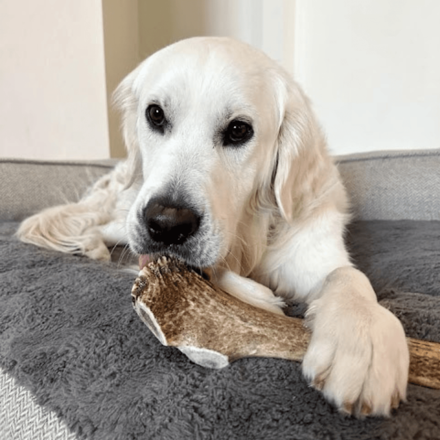Elk Antler Dog Chews | All-Natural