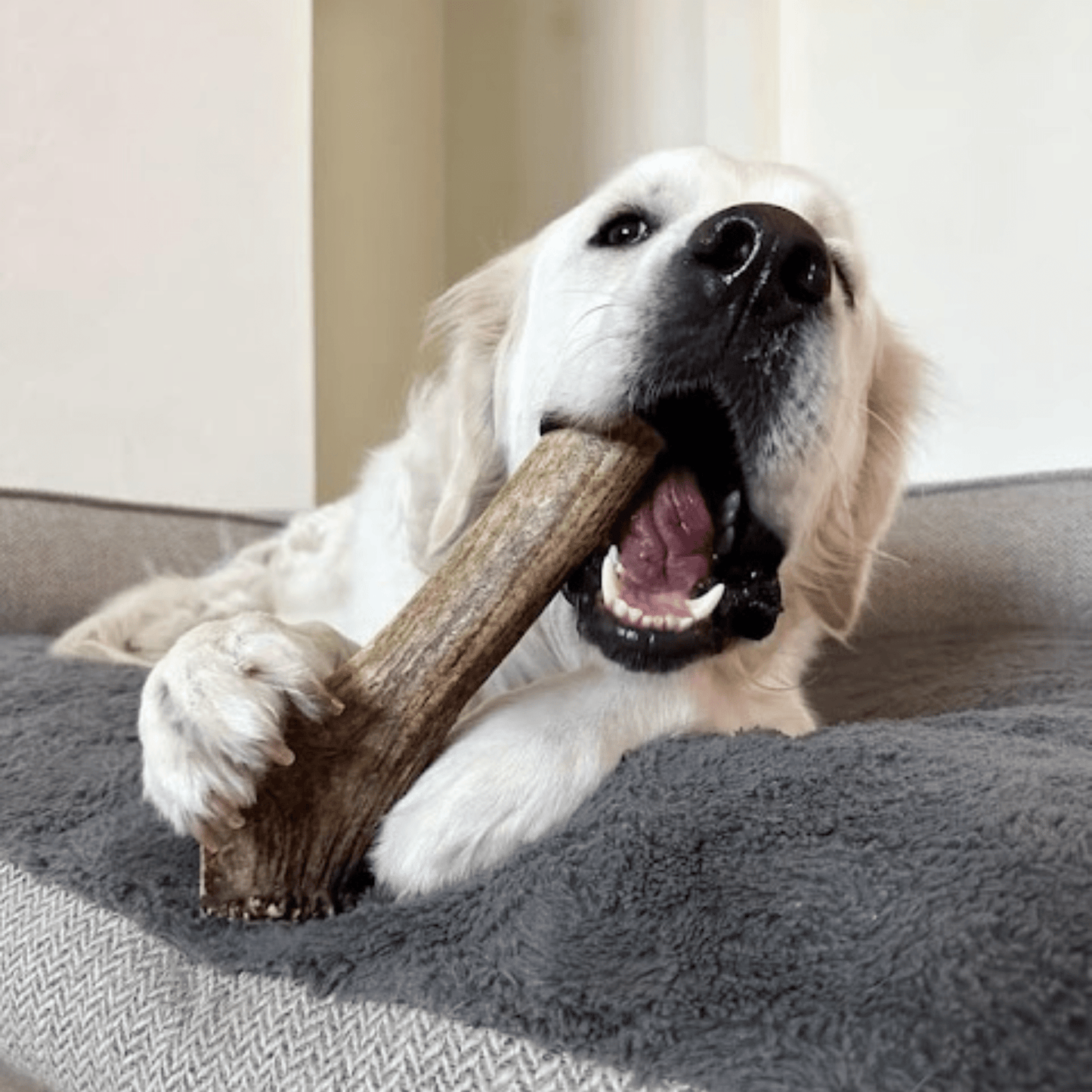 Elk Antler Dog Chews | All-Natural