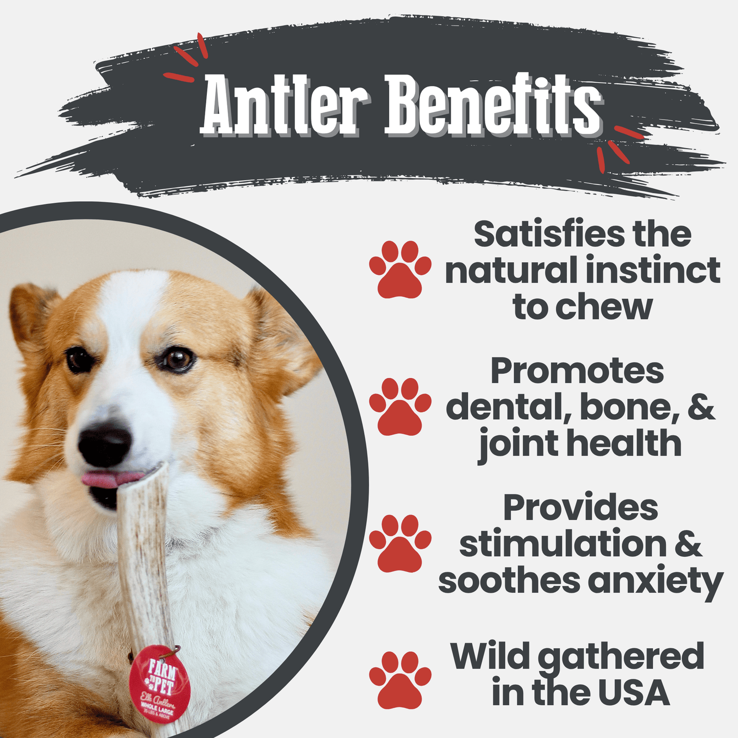 Elk Antler Dog Chews | All-Natural