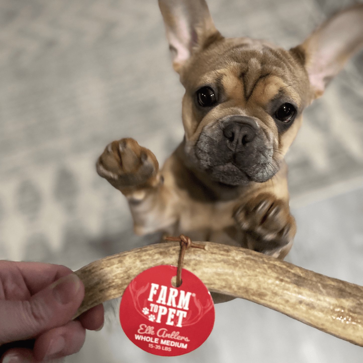 Elk Antler Dog Chews | All-Natural