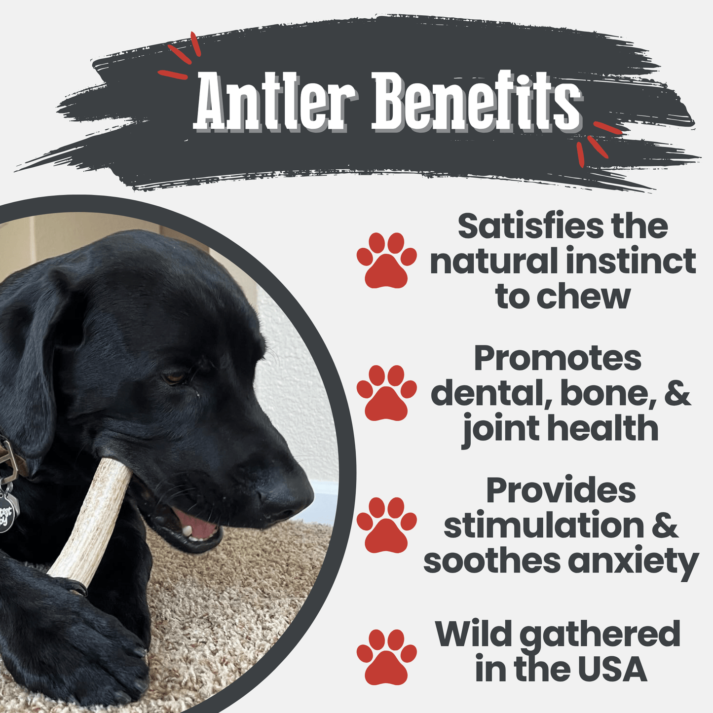 Elk Antler Dog Chews | All-Natural
