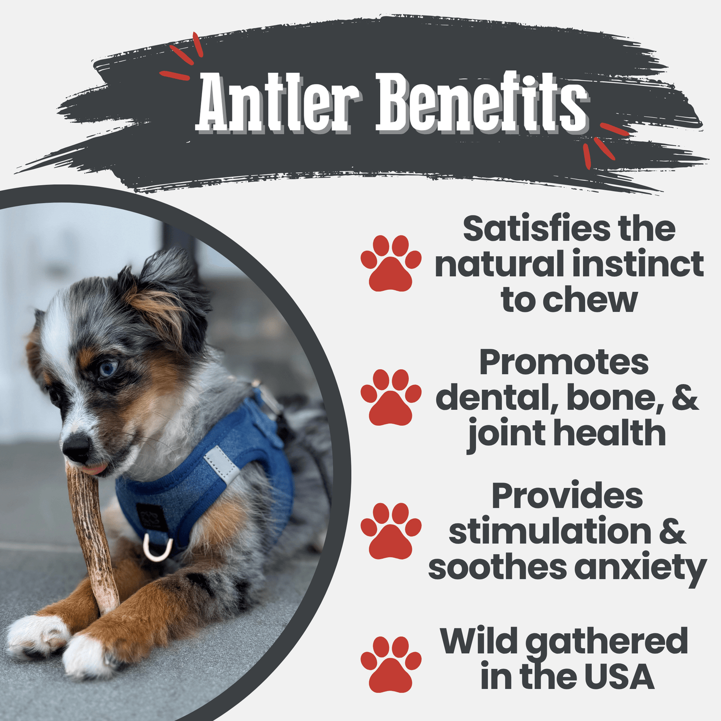 Elk Antler Dog Chews | All-Natural