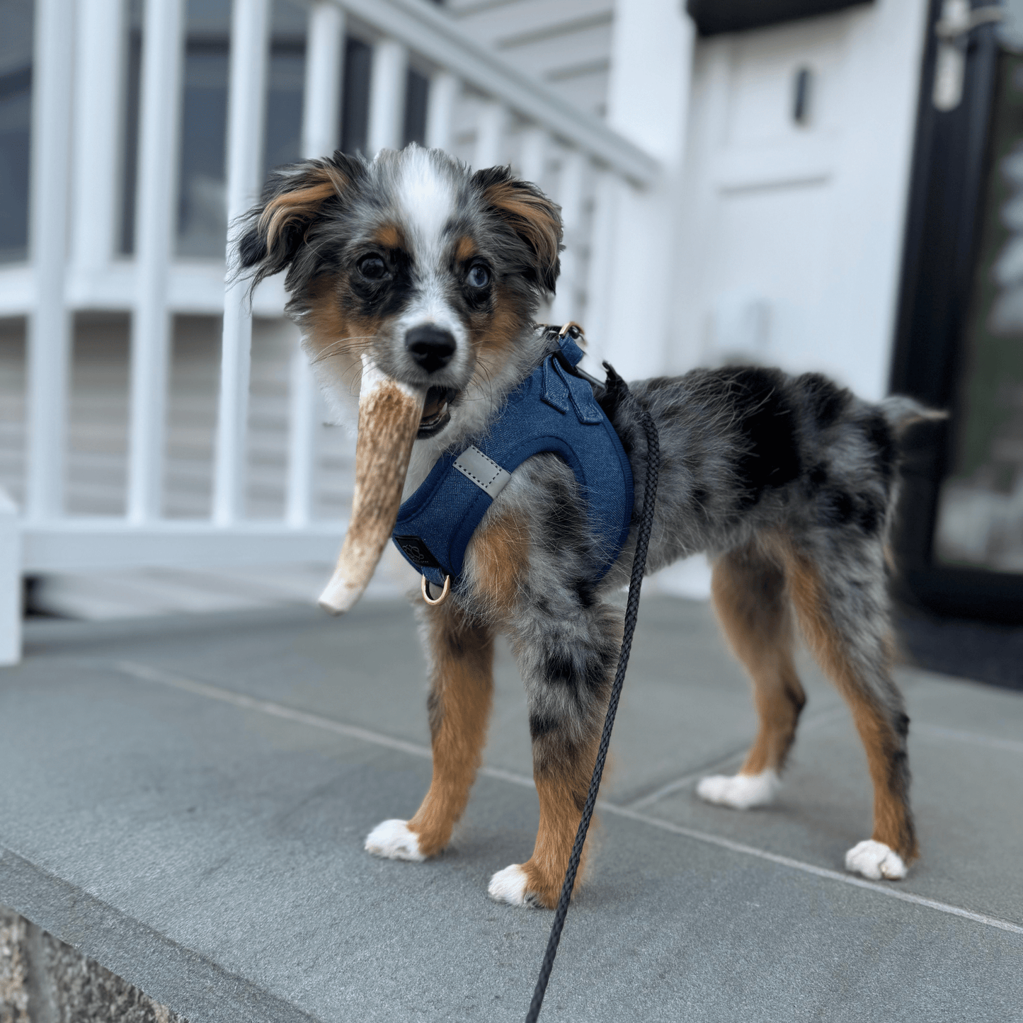 Elk Antler Dog Chews | All-Natural