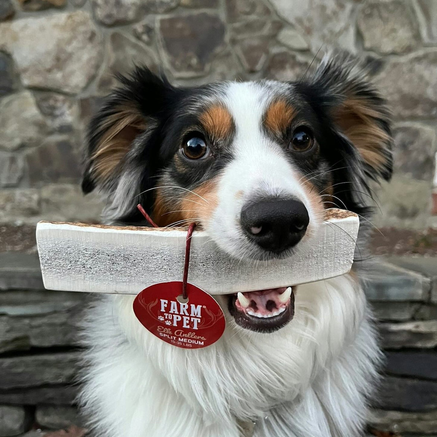 Elk Antler Dog Chews | All-Natural
