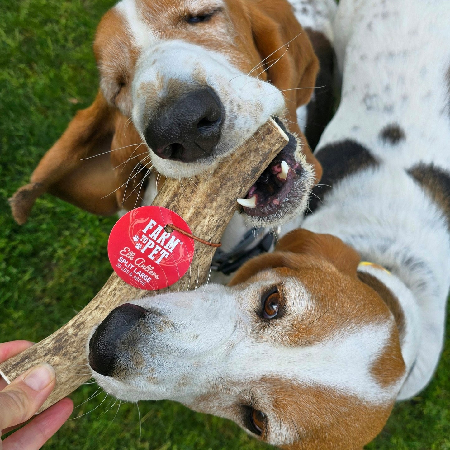 Elk Antler Dog Chews | All-Natural