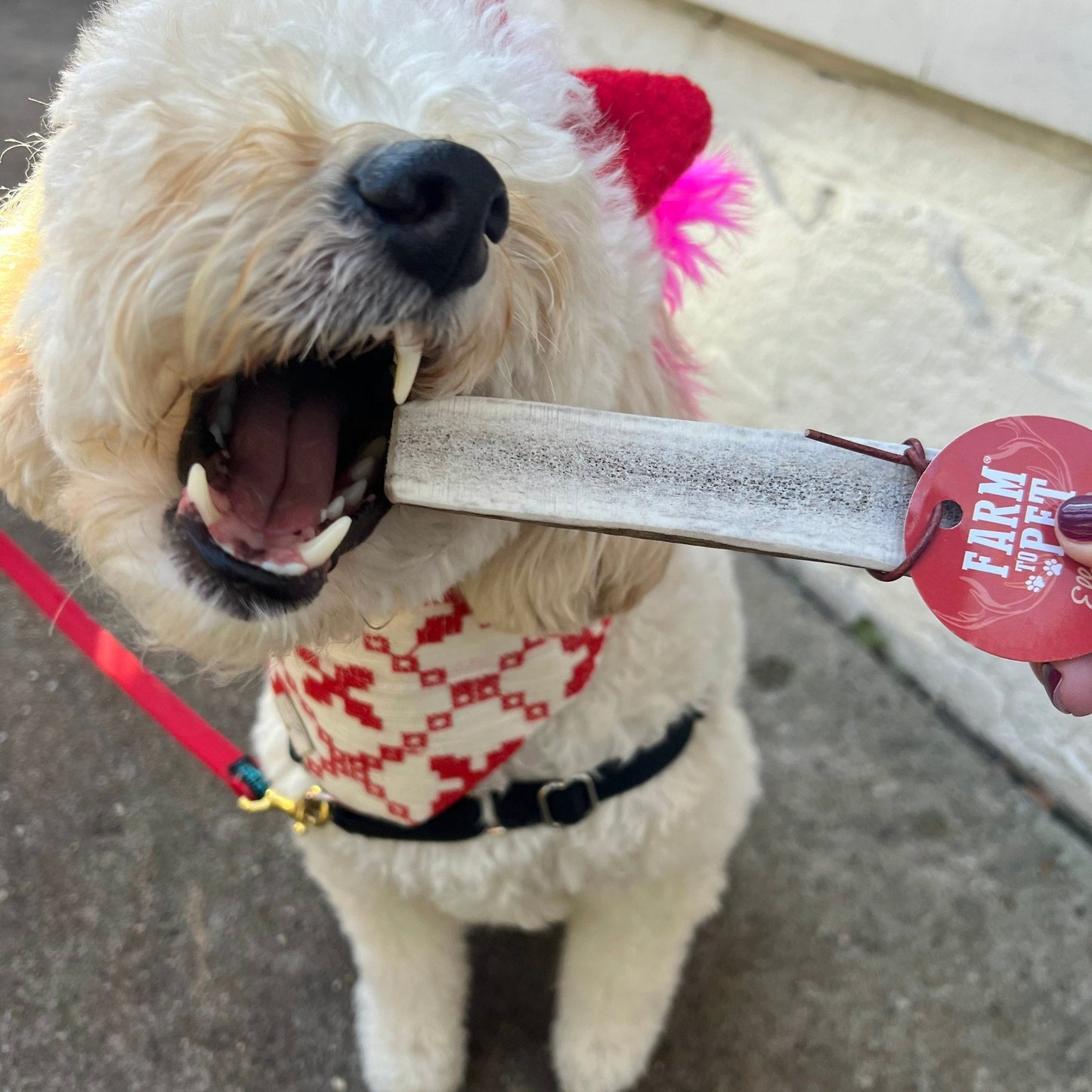 Elk Antler Dog Chews | All-Natural