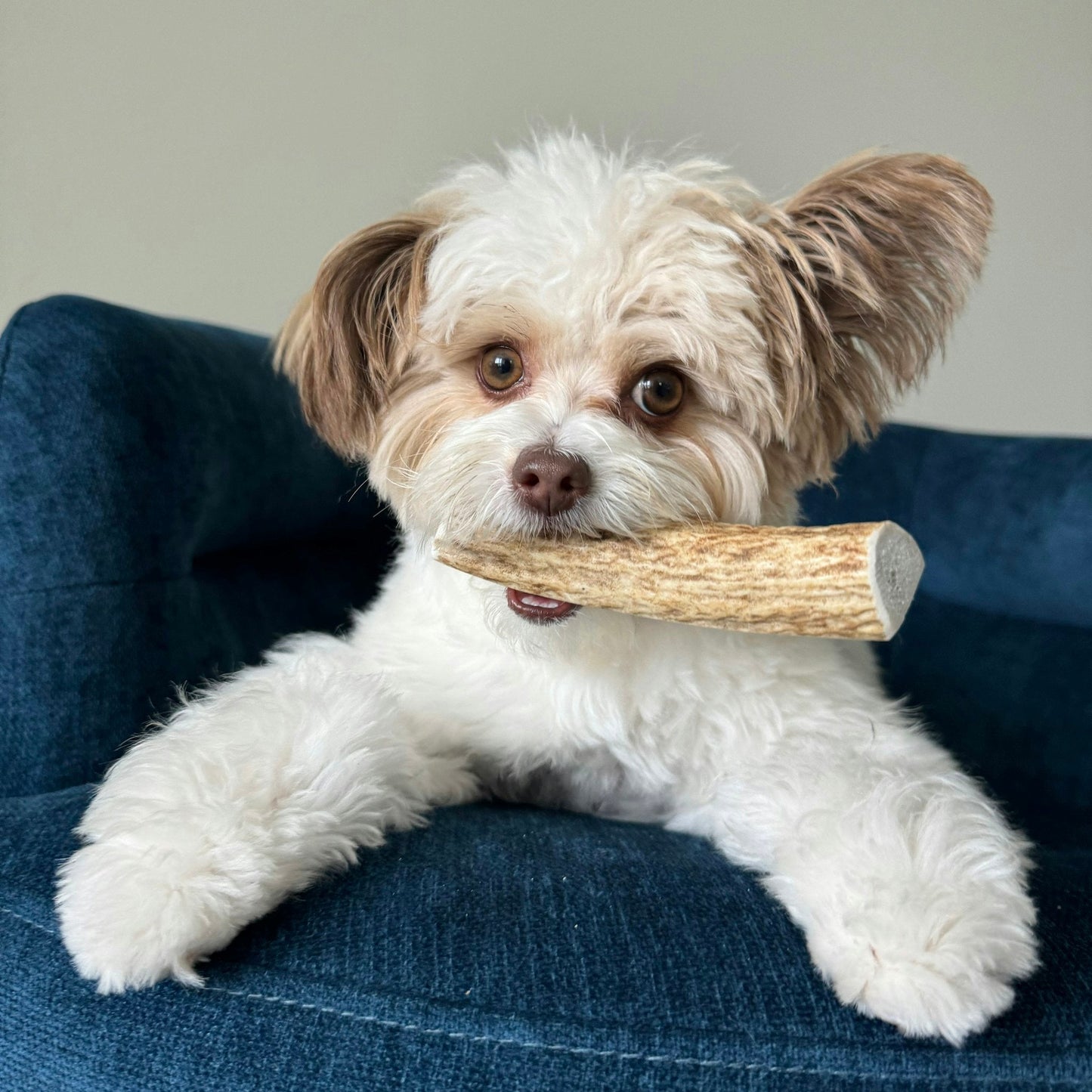 Elk Antler Dog Chews | All-Natural