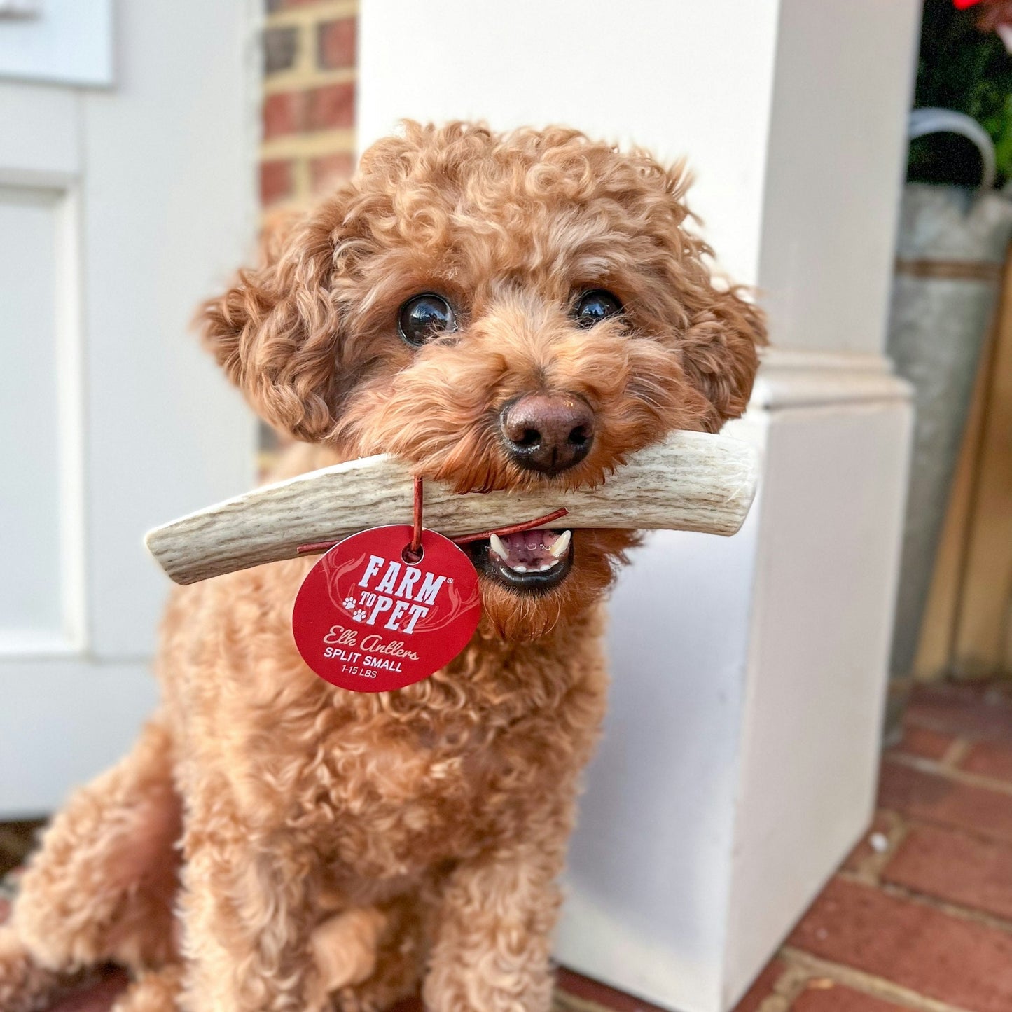 Elk Antler Dog Chews | All-Natural