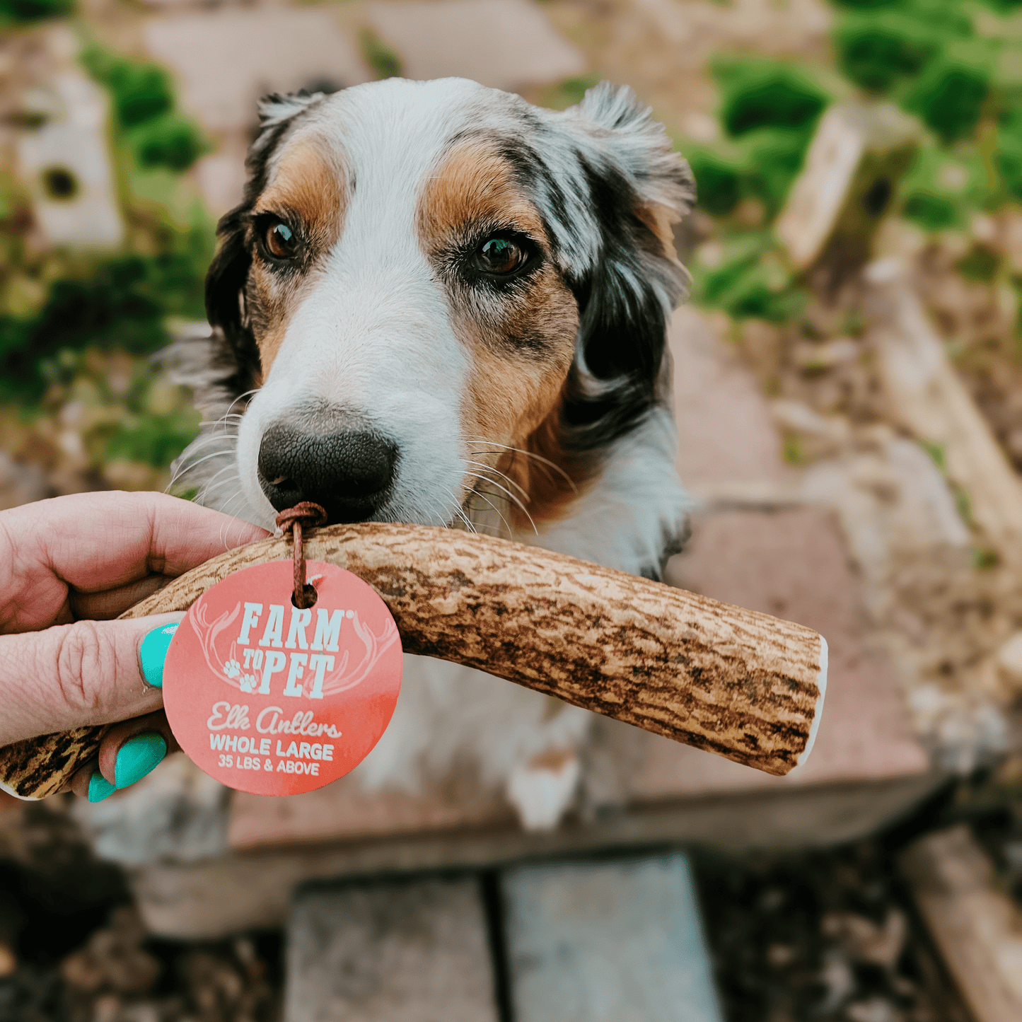 Elk Antler Dog Chews | All-Natural
