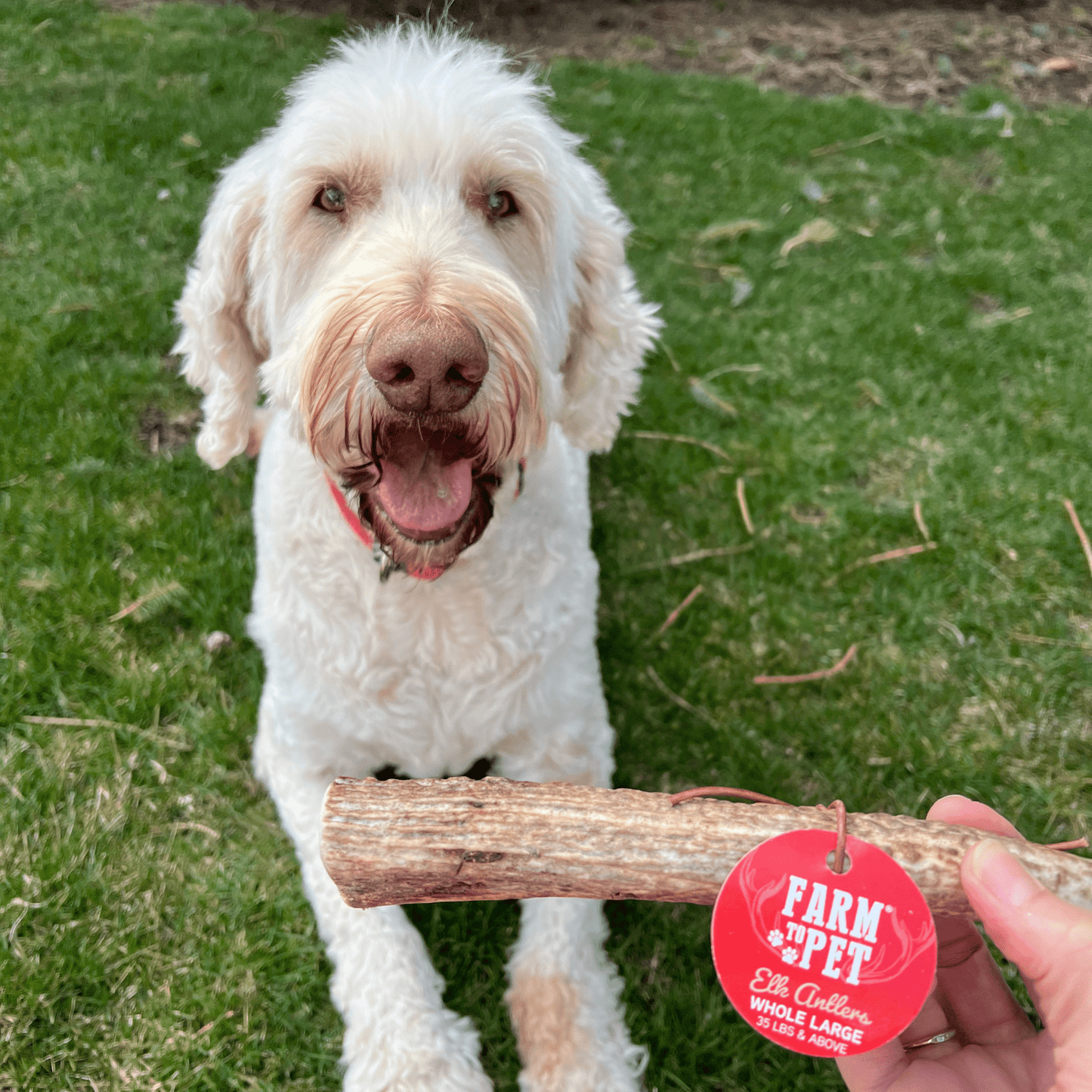 Elk Antler Dog Chews | All-Natural