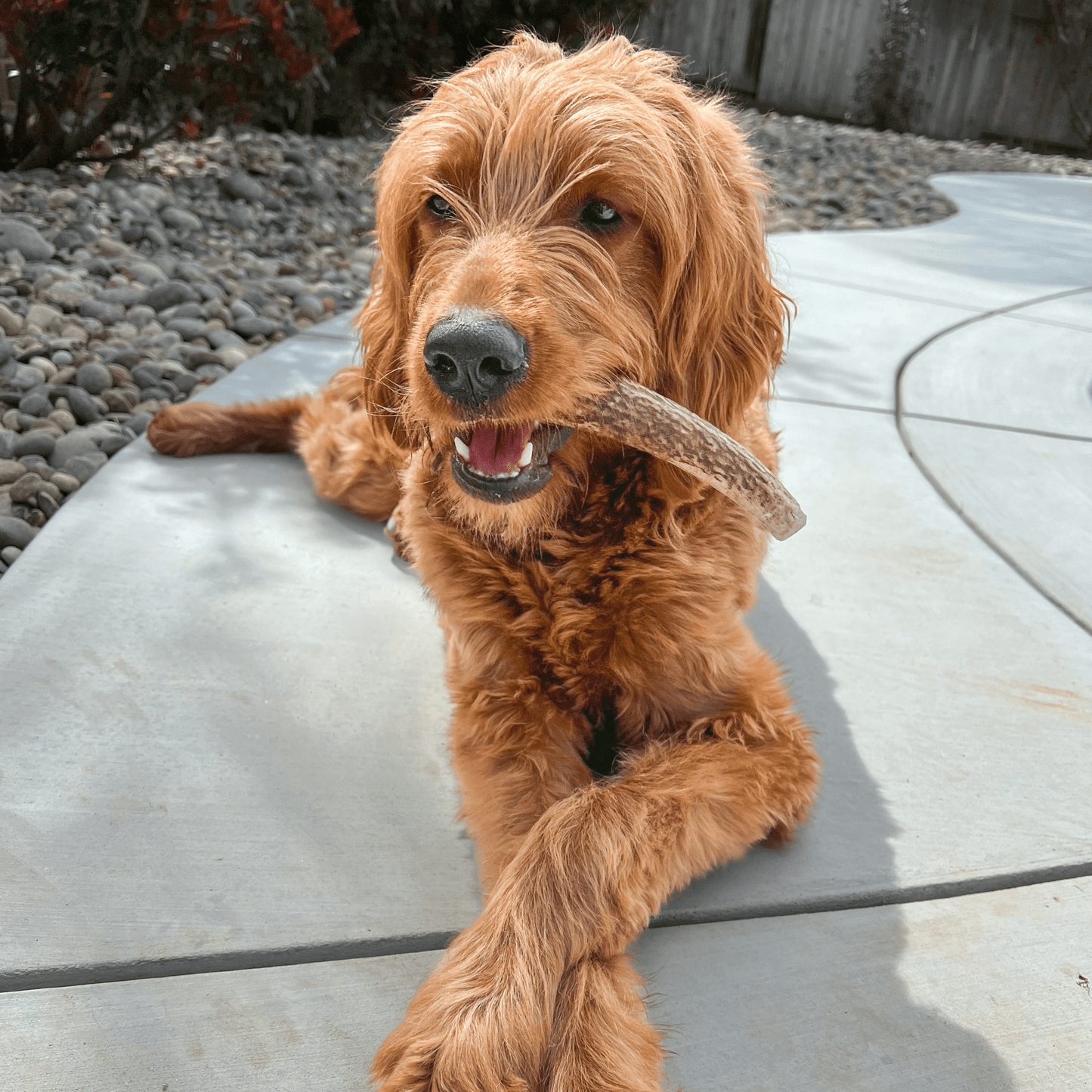 Elk Antler Dog Chews | All-Natural