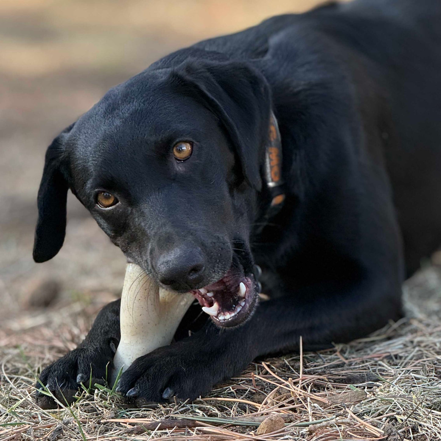 Ever Antler Nylon Chew Bone